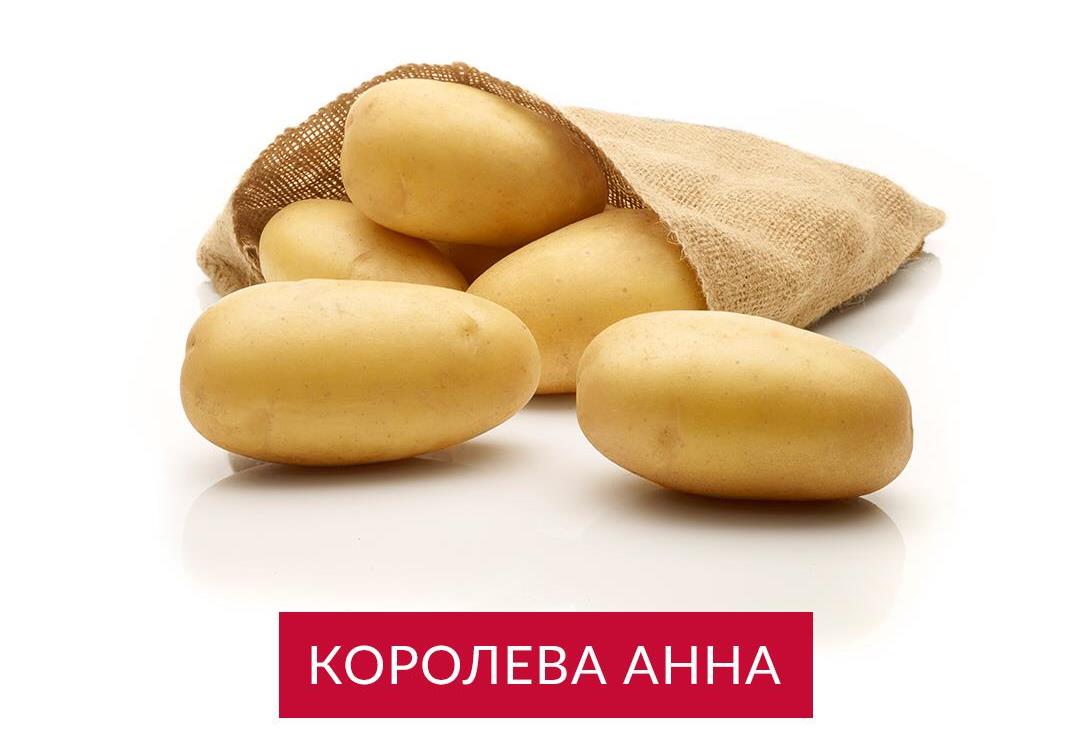 Картошка Королева Анна Описание Сорта Фото – Telegraph
