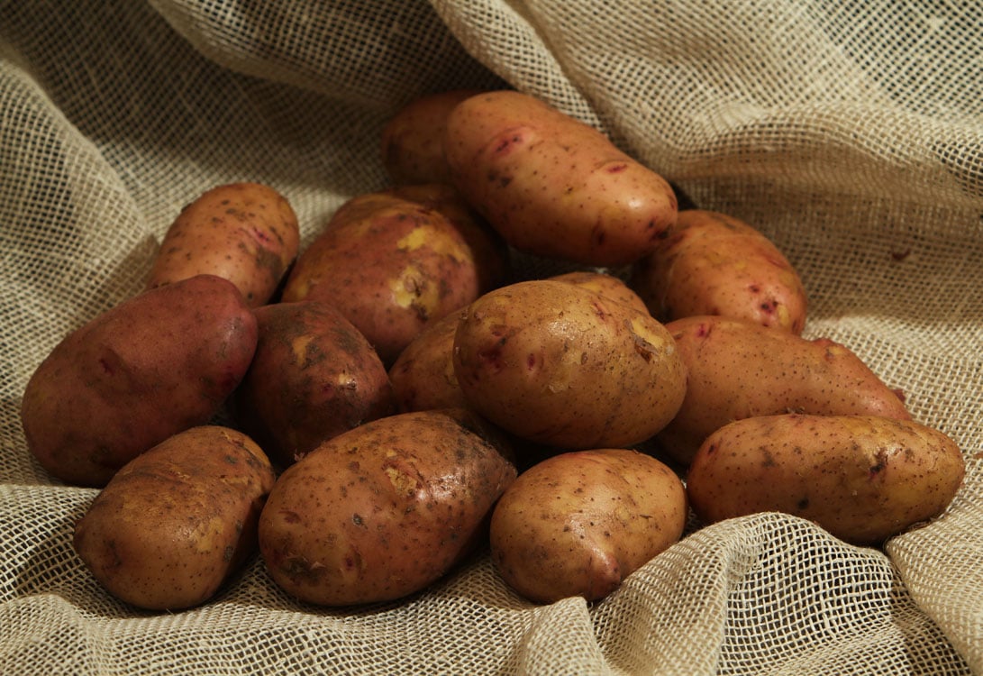 Лучшие сорта картофеля для средней полосы россии. Картофель. Средний сорт картофеля. Польский сорт картофеля. Технические сорта картофеля.