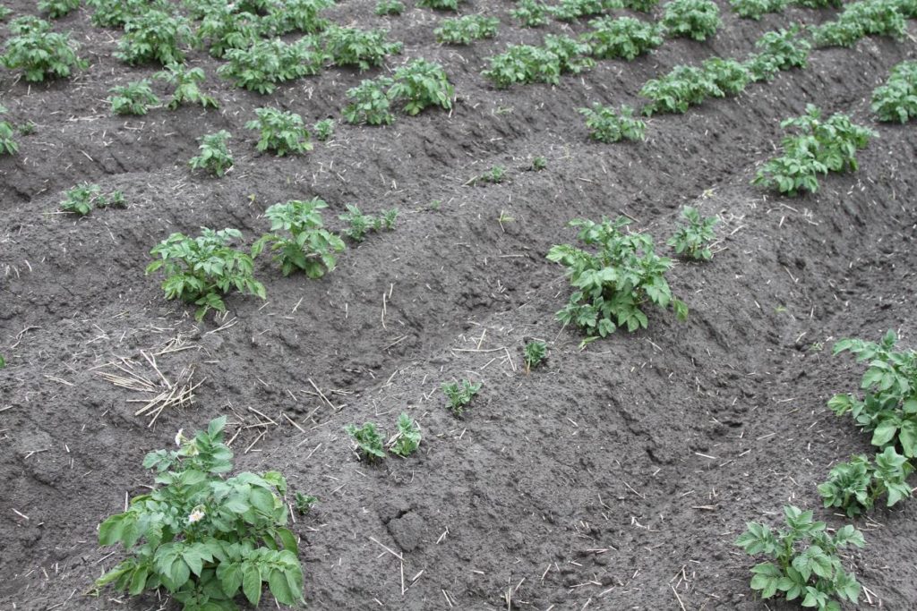 herbicide damage to potatoes
