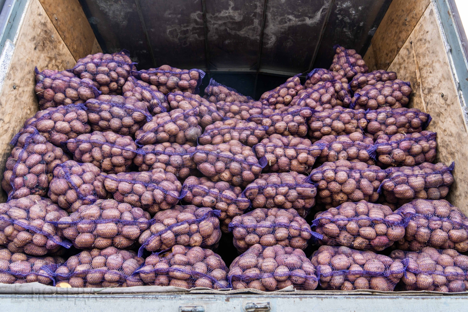 Большой урожай картошки