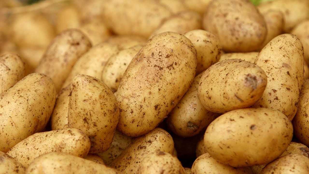 как выращивают картофель в египте