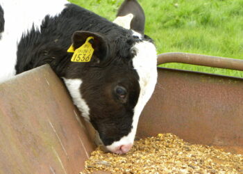 Сухой картофельный порошок можно использовать в качестве корма для животных