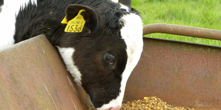 Сухой картофельный порошок можно использовать в качестве корма для животных