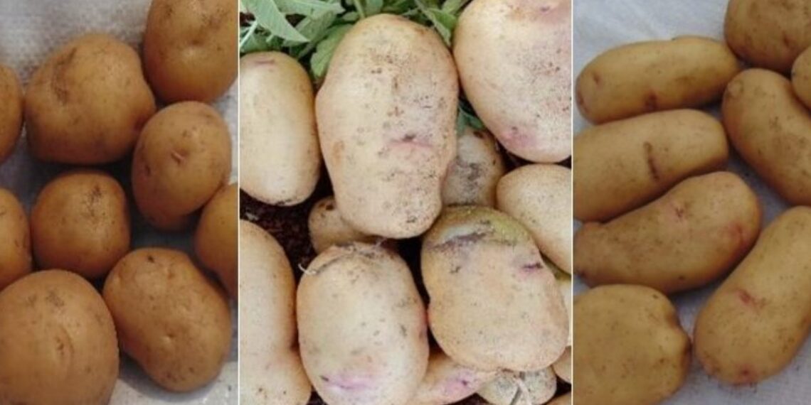 https://www.hutton.ac.uk/news/five-new-climate-and-disease-resilient-potato-varieties-approved-release-malawi