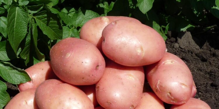 Бесплатный семенной картофель раздают за Уралом
