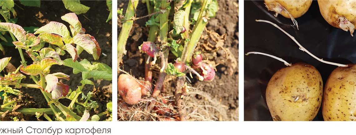 Symptoms of potato stolbur (phytoplasma infection) agrarii.com