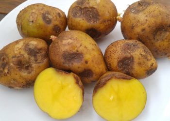 На полях Германии, Нидерландов и Бельгии замерз урожай картофеля