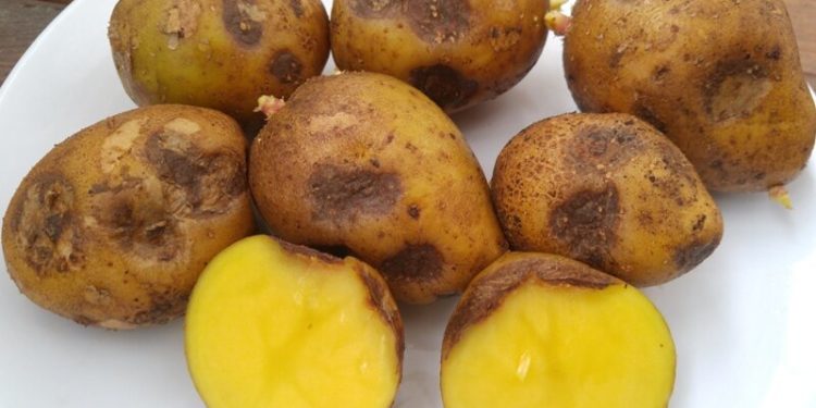 На полях Германии, Нидерландов и Бельгии замерз урожай картофеля