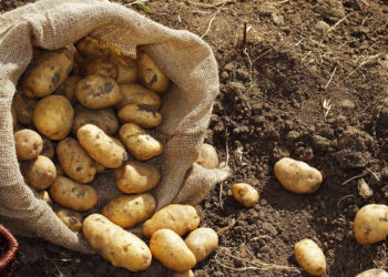 Уровень производства сельхозпродукции в ЕАЭС по итогам 2023 года понизился