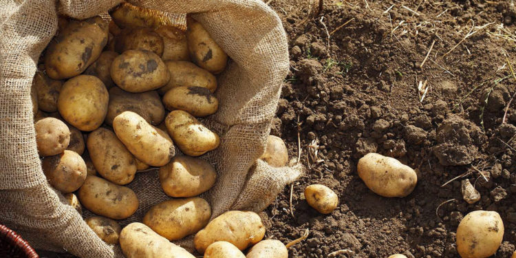 Уровень производства сельхозпродукции в ЕАЭС по итогам 2023 года понизился